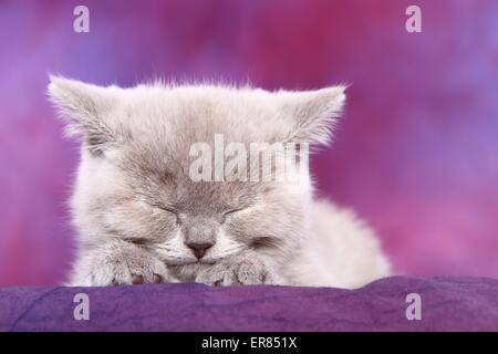 British Shorthair kitten Foto Stock