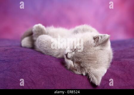 British Shorthair kitten Foto Stock