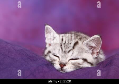 British Shorthair kitten Foto Stock