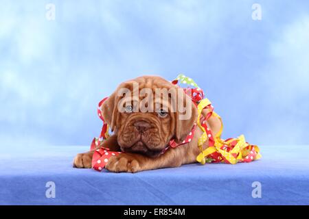 Dogue de Bordeaux cucciolo Foto Stock