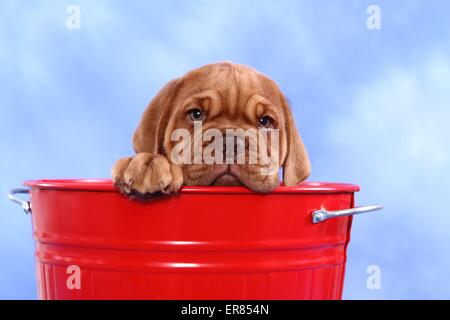 Dogue de Bordeaux cucciolo Foto Stock