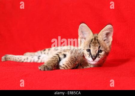 serval giovane Foto Stock
