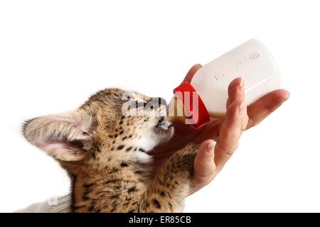 serval giovane Foto Stock