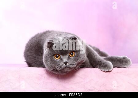 Giacente Scottish Fold Foto Stock