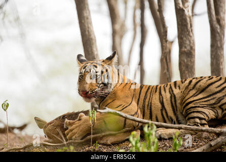 Tiger mantiene un cervo con i suoi artigli e ha il sangue in tutto il suo moth Foto Stock