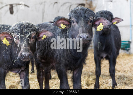 Bufalo d'acqua i vitelli in Lyndhurst Park Farm, Hampshire, Inghilterra, Regno Unito. Foto Stock