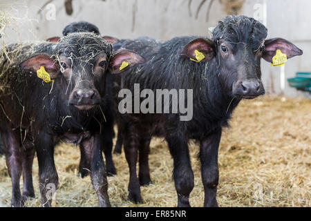 Bufalo d'acqua i vitelli in Lyndhurst Park Farm, Hampshire, Inghilterra, Regno Unito. Foto Stock