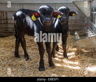 Bufalo d'acqua i vitelli in Lyndhurst Park Farm, Hampshire, Inghilterra, Regno Unito. Foto Stock