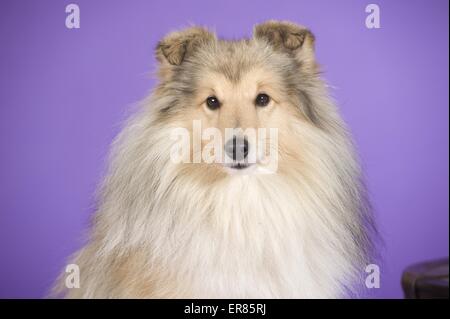 Shetland Sheepdog ritratto Foto Stock