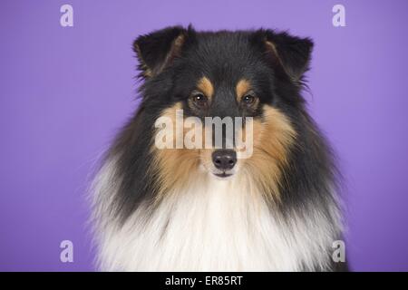 Shetland Sheepdog ritratto Foto Stock