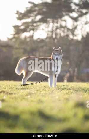 In piedi Siberian Husky Foto Stock