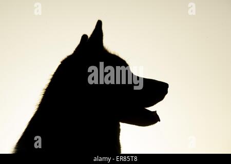 Siberian Husky ritratto Foto Stock