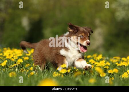 Pastore australiano cucciolo Foto Stock