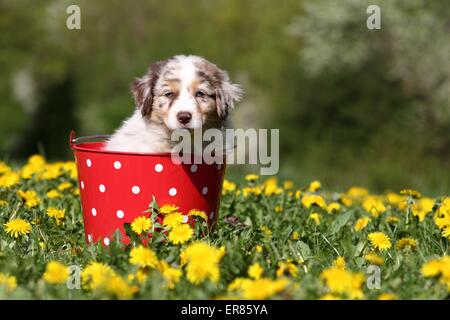 Pastore australiano cucciolo Foto Stock