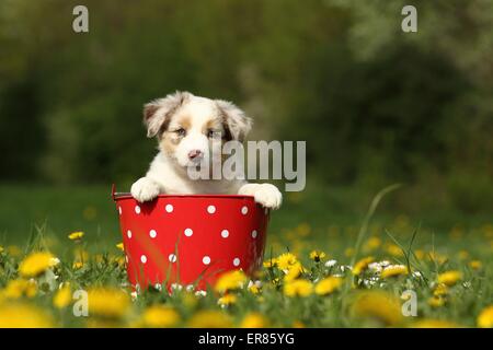 Pastore australiano cucciolo Foto Stock