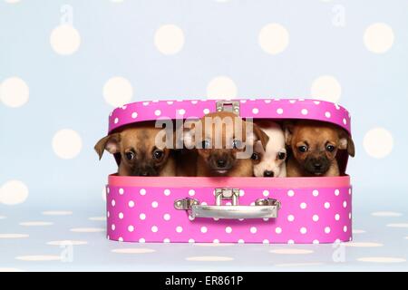 Shorthaired cuccioli di chihuahua Foto Stock