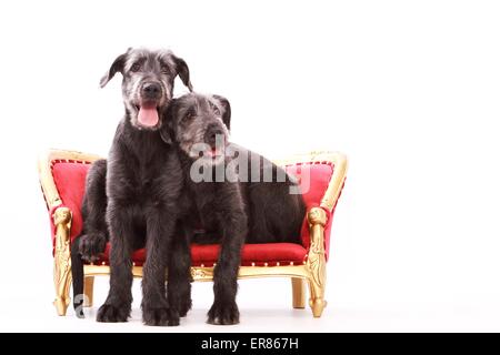 Giovani Irish Wolfhound Foto Stock