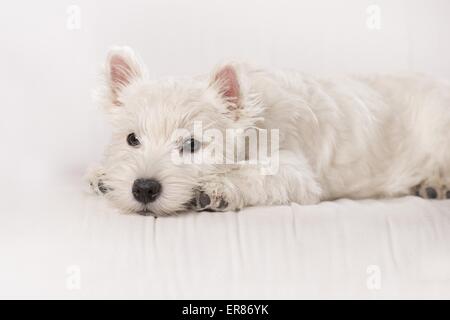 Giovani West Highland White Terrier Foto Stock