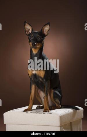 Seduta Pinscher in miniatura Foto Stock
