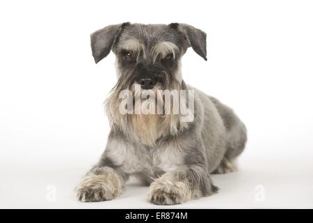 Giacente Schnauzer in miniatura Foto Stock