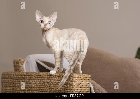 In piedi Devon Rex Foto Stock