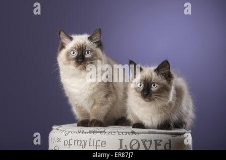 giovane Ragdolls Foto Stock