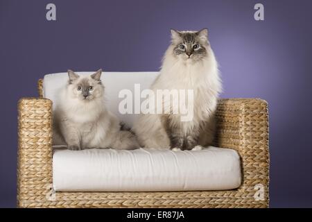 2 Ragdolls Foto Stock