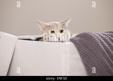 Oriental Shorthair ritratto Foto Stock