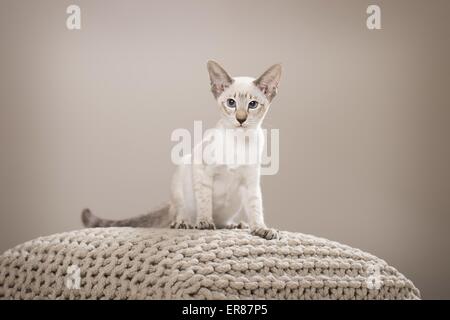 Udienza gatto siamese gatto Foto Stock