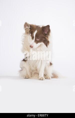 Border Collie mostra trucco Foto Stock