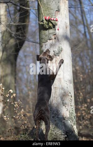 Il tedesco shorthaired puntatore vuole toy Foto Stock