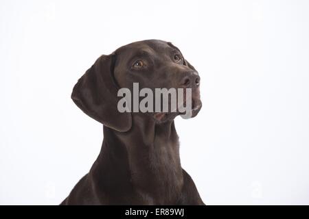 Il tedesco shorthaired puntatore ritratto Foto Stock