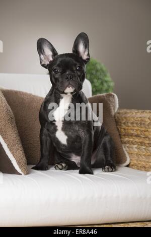 Giovani bulldog francese Foto Stock