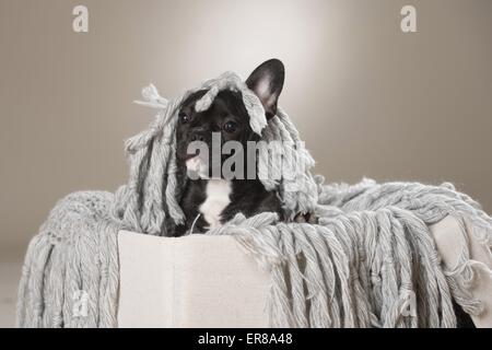 Giovani bulldog francese Foto Stock