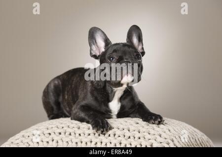 Giovani bulldog francese Foto Stock