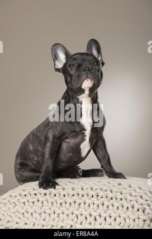 Giovani bulldog francese Foto Stock