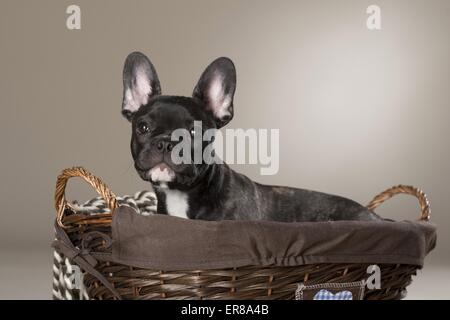 Giovani bulldog francese Foto Stock