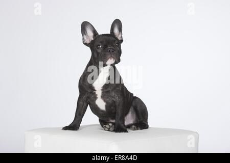 Giovani bulldog francese Foto Stock