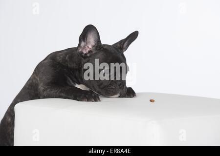 Giovani bulldog francese Foto Stock