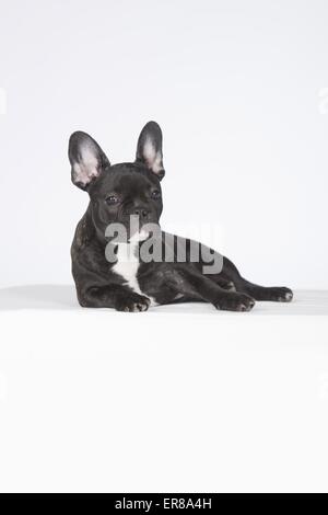 Giovani bulldog francese Foto Stock