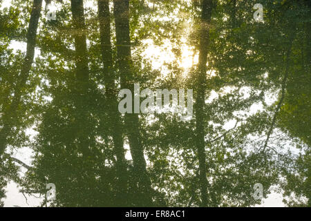 Wasserspiegelung, Landschaftsgarten, UNESCO Weltkulturerbe, Lednice, Kreis Breclav Südmähren, Tschechien Foto Stock