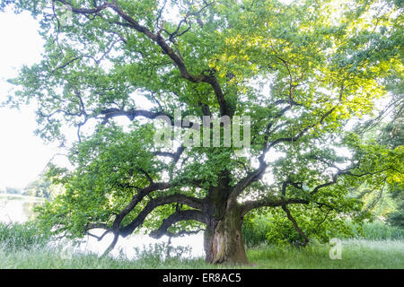 Eiche (Quercus), Landschaftsgarten, UNESCO Weltkulturerbe, Lednice, Kreis Breclav Südmähren, Tschechien Foto Stock