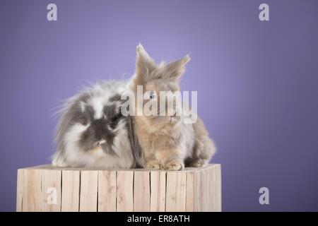 2 coniglietti Foto Stock