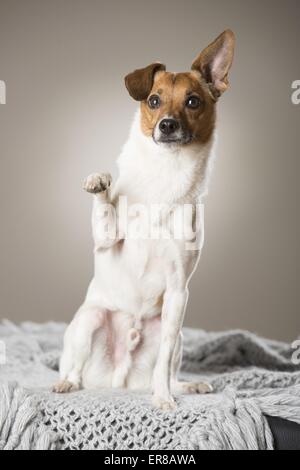 Fox-Terrier-Chihuahua dà paw Foto Stock