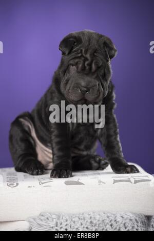 Cucciolo di Shar Pei Foto Stock