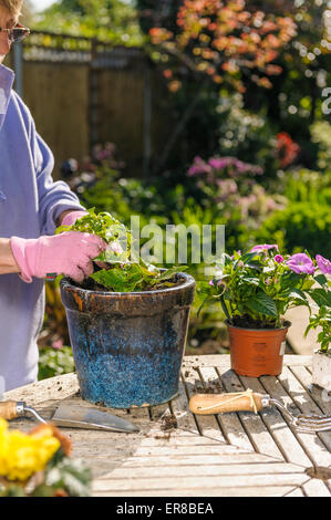 Senior donna estate piantare piante di biancheria da letto a pentole. Foto Stock