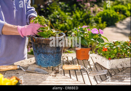 Senior donna estate piantare piante di biancheria da letto a pentole. Foto Stock
