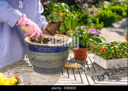 Senior donna estate piantare piante di biancheria da letto a pentole. Foto Stock