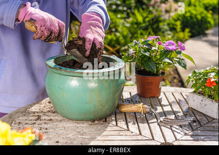 Senior donna estate piantare piante di biancheria da letto a pentole. Foto Stock