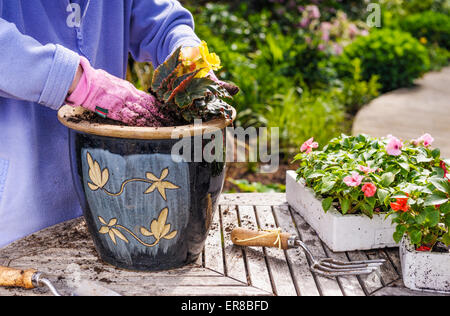 Senior donna estate piantare piante di biancheria da letto a pentole. Foto Stock